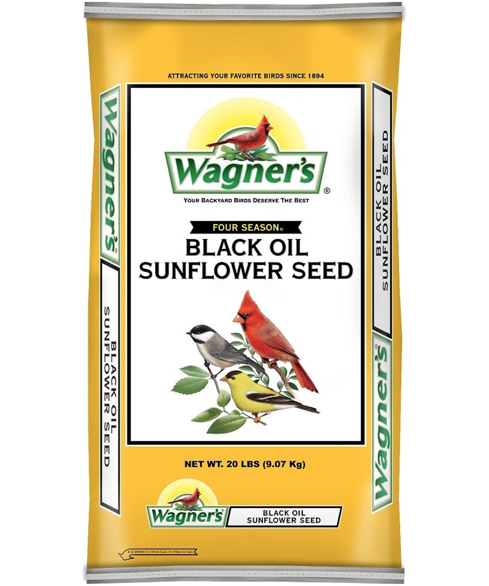 Four Season Sunflower